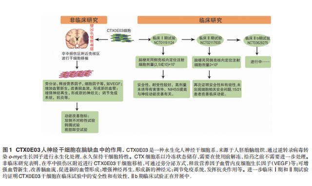 脑卒中研究新突破，治疗与预防的最新进展综述